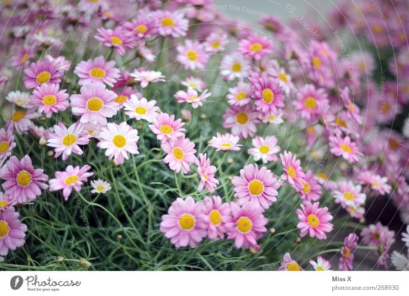 blumig Natur Pflanze Frühling Sommer Blume Blatt Blüte Garten Blühend Duft violett Blumenstrauß Gartenpflanzen Farbfoto mehrfarbig Außenaufnahme Menschenleer