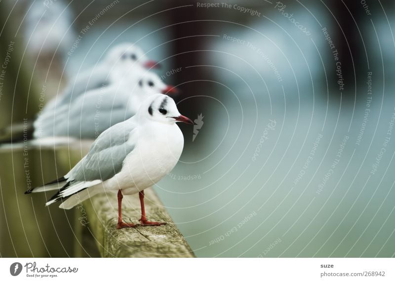 Möwen von der Stange Umwelt Natur Tier Urelemente Hafen Wildtier Vogel Flügel 3 Tiergruppe Holz stehen warten authentisch kalt klein lustig natürlich niedlich