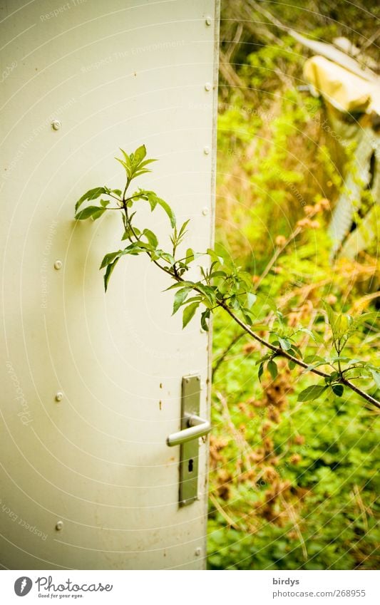 Hereinspaziert Natur Pflanze Frühling Sommer Grünpflanze Tür Griff alt Wachstum authentisch natürlich einzigartig Entschlossenheit Vergänglichkeit