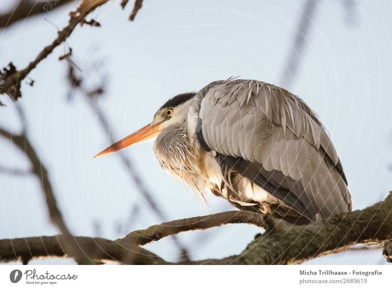 Graureiher im Baum Natur Tier Himmel Wolkenloser Himmel Sonnenlicht Schönes Wetter Wildtier Vogel Tiergesicht Flügel Krallen Reiher Schnabel Feder Auge 1