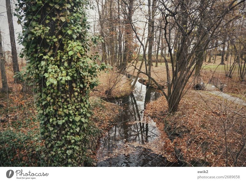 Fließt Umwelt Natur Landschaft Pflanze Winter Baum Sträucher Efeu Park Bach Wege & Pfade ruhig Idylle fließen friedlich Zweige u. Äste Baumstamm bewachsen