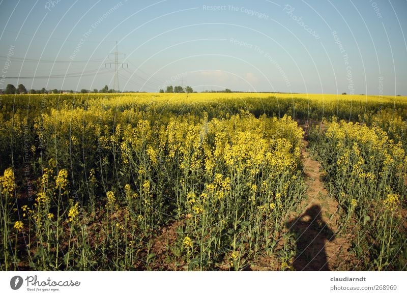 Schatt(en)ich Mensch feminin 1 Umwelt Natur Landschaft Pflanze Himmel Wolkenloser Himmel Frühling Schönes Wetter Raps Rapsfeld Feld Blühend blau gelb