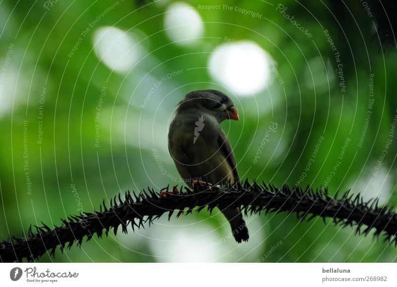 Schulterblick Natur Pflanze Sträucher Blatt Grünpflanze Wildpflanze exotisch Tier Wildtier Vogel 1 sitzen braun grün Zurückblicken Kanarienvogel Stachel