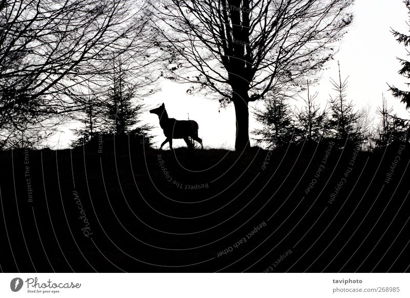 männliches Rotwild auf dem Hügel schön Jagd Berge u. Gebirge Mann Erwachsene Umwelt Natur Landschaft Tier Himmel Frühling Baum Wiese Feld Wald Wildtier 1 laufen