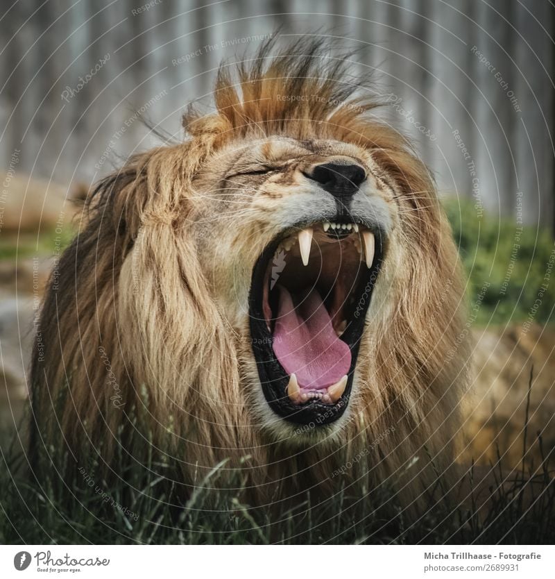 Brüllender Löwe Natur Tier Sonnenlicht Wildtier Tiergesicht Fell Zoo Löwenmähne Maul Gebiss Zunge 1 schreien nah gelb grün orange schwarz Kraft Tierliebe