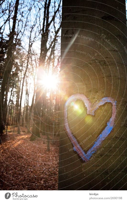 Leuchte Herz Sonne Herbst Baum Wald glänzend leuchten authentisch Freundlichkeit positiv Lebensfreude Liebe trösten Hoffnung Partnerschaft Freundschaft Glück