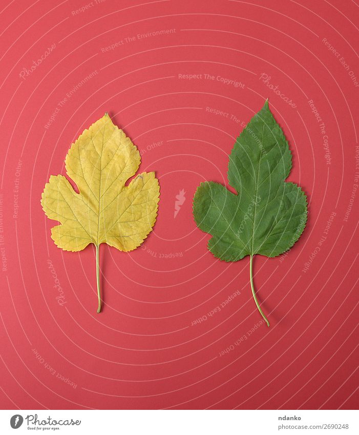 gelbe und grüne Blätter einer Maulbeere Garten Umwelt Natur Pflanze Herbst Baum Blatt Wachstum frisch hell klein natürlich rot Farbe Hintergrund Botanik fallen