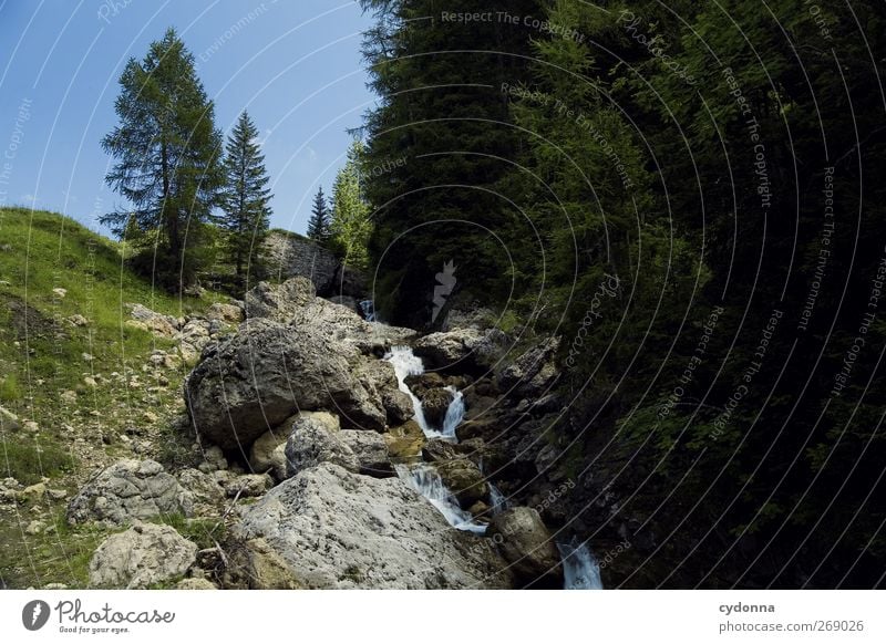 Wasserspender Wohlgefühl Erholung ruhig Ferien & Urlaub & Reisen Tourismus Ausflug Abenteuer Freiheit Umwelt Natur Landschaft Baum Wiese Wald Felsen Alpen Bach