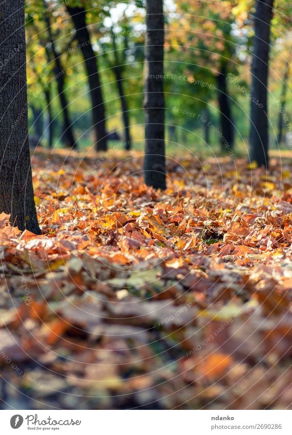 Stadtpark mit Bäumen und trockenen gelben Blättern Sonne Umwelt Natur Landschaft Pflanze Herbst Baum Blatt Park Wald hell natürlich gold grün Stimmung Farbe