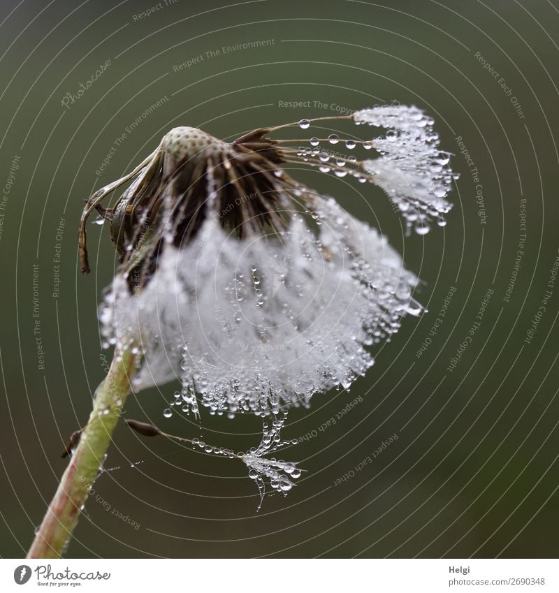 Nahaufnahme einer Pusteblume mit vielen Tautropfen Umwelt Natur Pflanze Wassertropfen Sommer Wildpflanze Löwenzahn Samen Wiese festhalten hängen außergewöhnlich