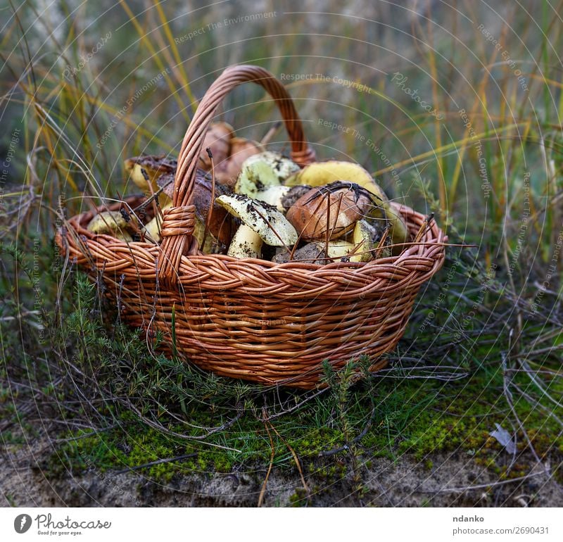 essbare Waldpilze Gemüse Vegetarische Ernährung Natur Herbst Gras frisch natürlich wild braun gelb grün weiß Boden Hintergrund Korb Lebensmittel Ernte