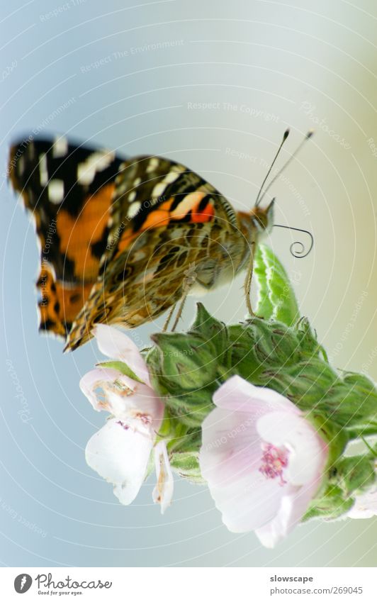 Schmetterling auf Blüte Pflanze Blatt Tier 1 sitzen ästhetisch hell schön blau mehrfarbig grün rosa Fröhlichkeit Tierliebe authentisch Admiral