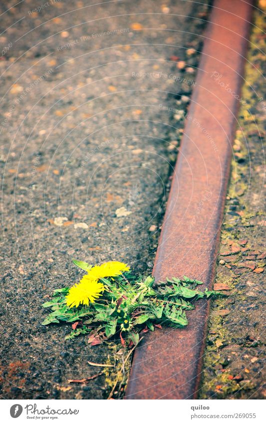 green Umwelt Natur Pflanze Blüte Löwenzahn Verkehr Schienenverkehr Gleise bedrohlich trist braun gelb grün Angst Verzweiflung nachhaltig Schwäche Überleben