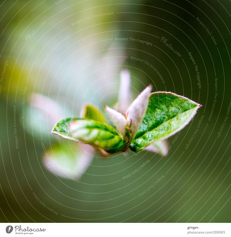 Jedes Jahr aufs Neue Umwelt Natur Pflanze Frühling Sträucher Blatt Grünpflanze grün rosa Blattknospe gerollt Wachstum entfalten aufgeblättert hell dunkel