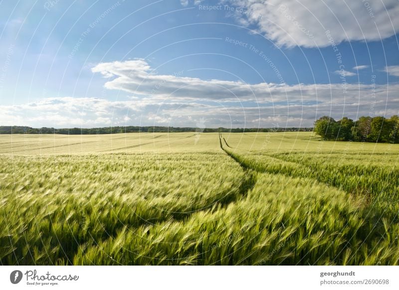 widebarley Ferien & Urlaub & Reisen Tourismus wandern Umwelt Natur Landschaft Pflanze Himmel Horizont Frühling Sommer Wiese Feld überbevölkert Gerste