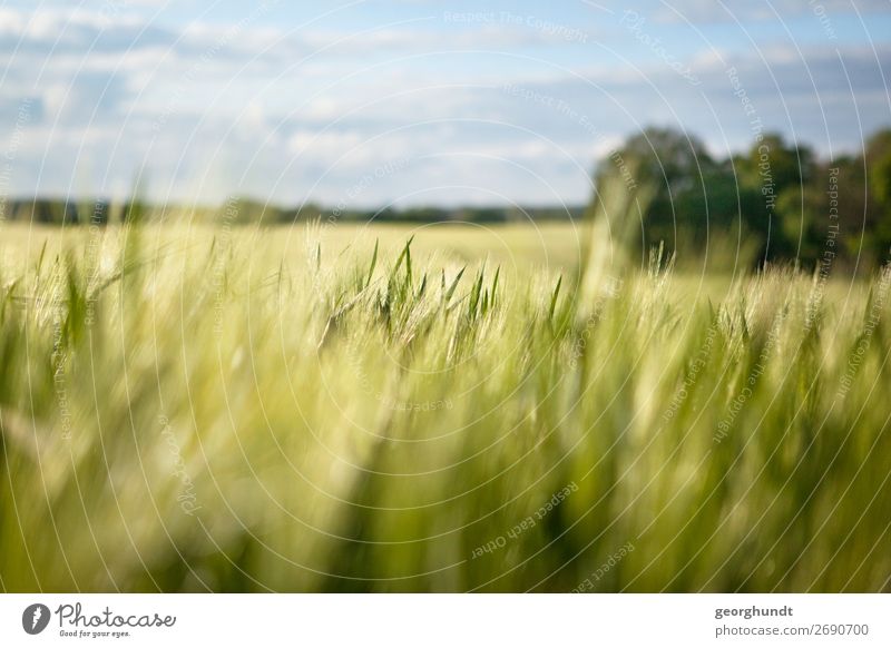 Field of Depth Umwelt Landschaft Frühling Sommer Schönes Wetter Pflanze Nutzpflanze Feld Zufriedenheit Lebensfreude Gerste Ackerbau Mecklenburg-Vorpommern