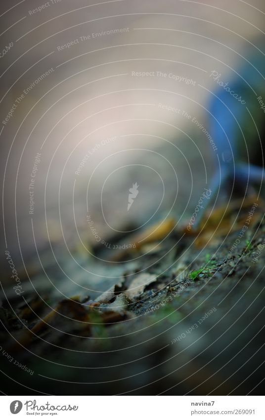 Gruselschnecke Erde Frühling Sommer Tier Wildtier Schnecke 1 blau braun grün Tierliebe Angst Abenteuer Tod schleichen krabbeln Farbfoto Gedeckte Farben