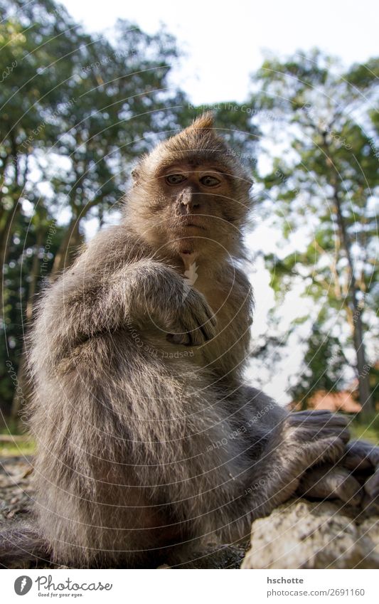 Was willst du? - Affe beobachtet und wartet ab Umwelt Natur Tier Sonne Sommer Baum Gras Wald Urwald Wildtier Fell 1 hocken sitzen Coolness achtsam Gelassenheit