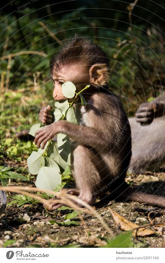 Affenbaby lässt es sich gut gehen Umwelt Natur Tier Sommer Baum Blatt Grünpflanze Urwald Wald Waldlichtung Wildtier Fell 1 Tierjunges Essen genießen