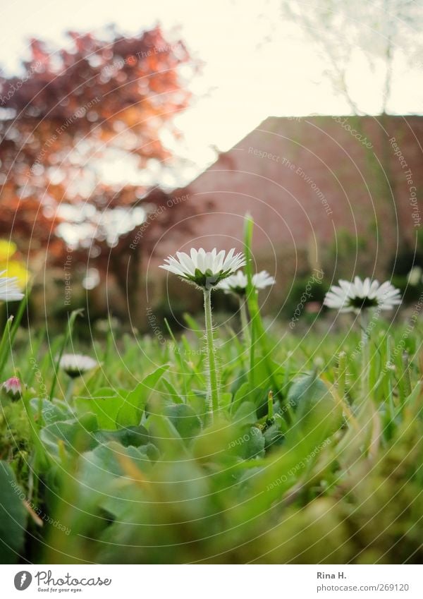 Gänseblümchen im Garten Häusliches Leben Frühling Pflanze Baum Gras Blühend natürlich grün Beginn Idylle Natur Farbfoto Außenaufnahme Menschenleer