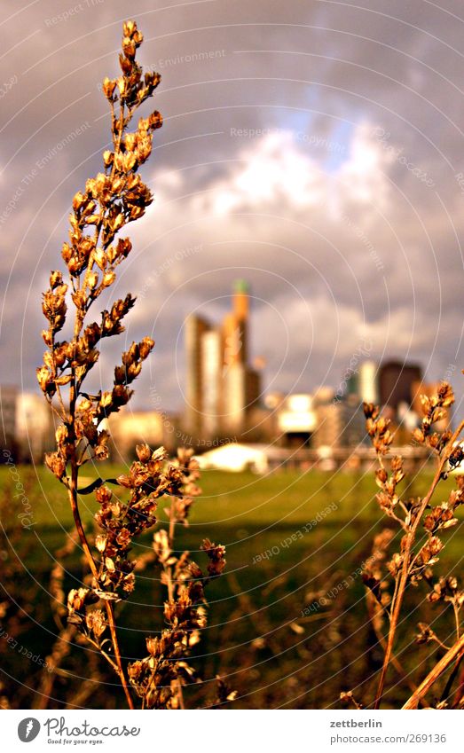 Potsdamer Platz Umwelt Natur Landschaft Gewitterwolken Sommer Herbst Klima Klimawandel Wetter Schönes Wetter schlechtes Wetter Unwetter Sturm Pflanze Park Stadt