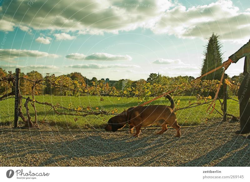 Hund Arme Umwelt Natur Landschaft Sommer Klima Klimawandel Wetter Schönes Wetter Garten Park Wiese Tier 1 laufen Gassi gehen Hundeleine Spaziergang wandern