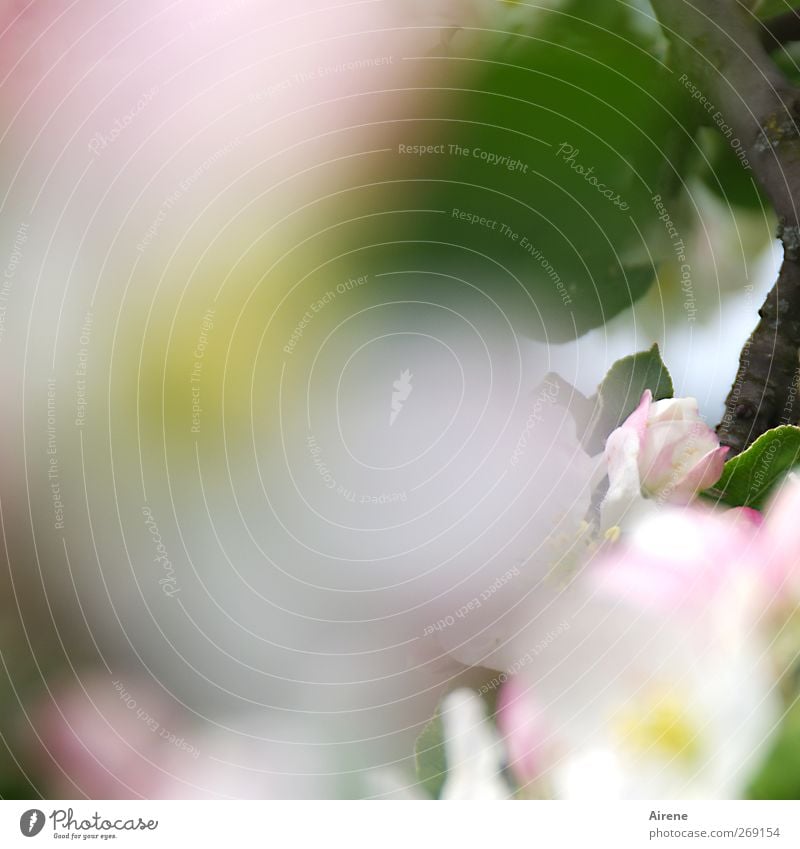 Blütenschaum Natur Pflanze Frühling Baum Blatt Apfelbaum Obstbaum Apfelblüte Baumblüte Blühend Duft Wachstum grün rosa weiß Lebensfreude Frühlingsgefühle