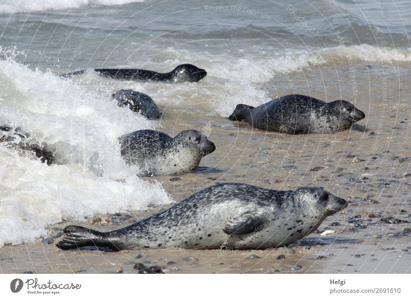 mehrere Kegelrobben liegen am Strand und im Wasser auf der Düne von Helgoland Umwelt Natur Tier Sommer Schönes Wetter Küste Nordsee Insel Wildtier Tiergruppe