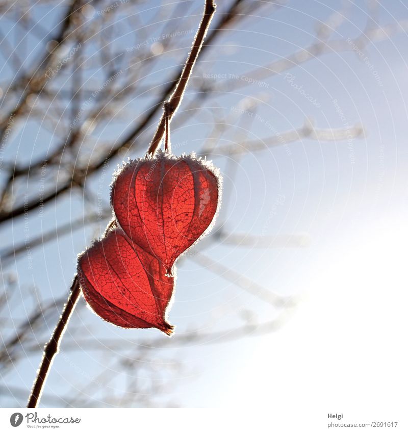 zwei Früchte der Lampionblume mit Raureif hängen im Gegenlicht an einem Zweig Umwelt Natur Pflanze Winter Schönes Wetter Eis Frost Sträucher Fruchtstand Garten