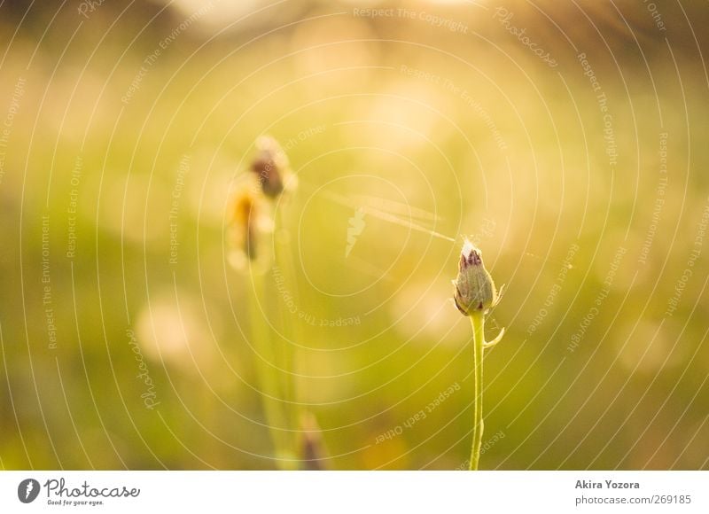 separated but connected. Natur Landschaft Sonnenaufgang Sonnenuntergang Sonnenlicht Frühling Sommer Schönes Wetter Pflanze Blume Blüte Garten Wiese festhalten