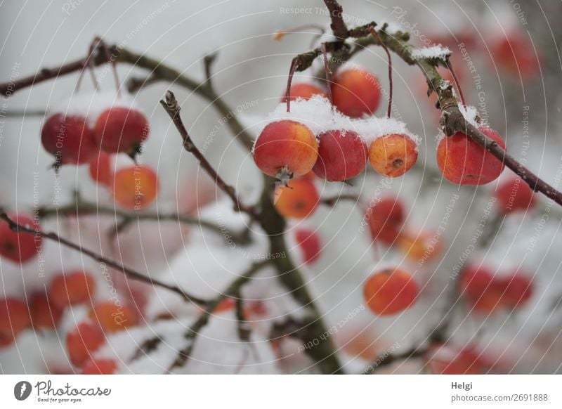 orangerote Zieräpfel mit Schneehäubchen hängen an Zweigen Umwelt Natur Pflanze Winter Baum Apfelbaum Ast Zierapfel Garten frieren ästhetisch außergewöhnlich