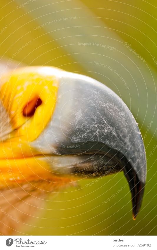 Zerlegewerkzeug Adler Schnabel 1 Tier bedrohlich exotisch Spitze gefährlich Stolz ästhetisch Natur krumm gekrümmt Scharfer Gegenstand Greifvogel Farbfoto