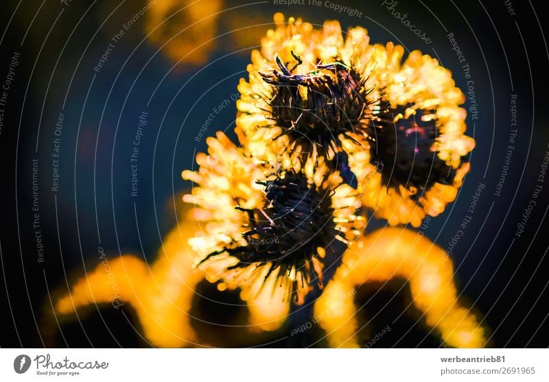 Gelb leuchtende Pflanze im Herbst Sonne Winter Umwelt Natur Landschaft Blume Gras Blatt Wiese Wald glänzend frisch hell gelb Idylle glühend Textfreiraum Feld