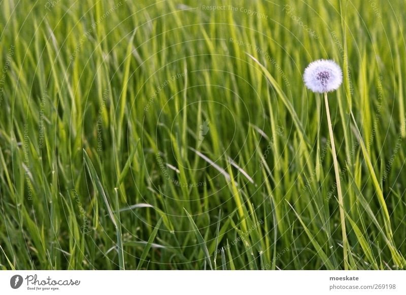 Wünsch dir was! Wohlgefühl Expedition Umwelt Natur Pflanze Frühling Blume Gras Grünpflanze Wiese Glück grün Zufriedenheit Farbfoto Gedeckte Farben Außenaufnahme