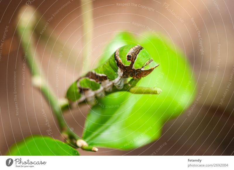 Caterpillar of the peacock moth exotisch Natur Tier Pflanze Blatt Wildtier Schmetterling Wurm 1 Fressen Wachstum außergewöhnlich gelb grün Raupe Pfauenspinner