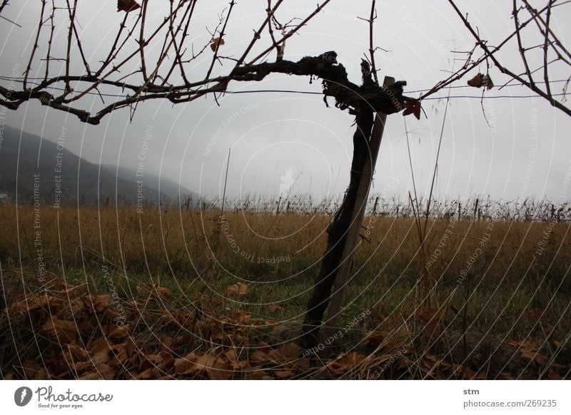 der herbst kommt immer wieder 1 Natur Landschaft Urelemente Erde Himmel Wolken Herbst schlechtes Wetter Pflanze Blatt Nutzpflanze Wein Weinberg Hügel Holz ruhig