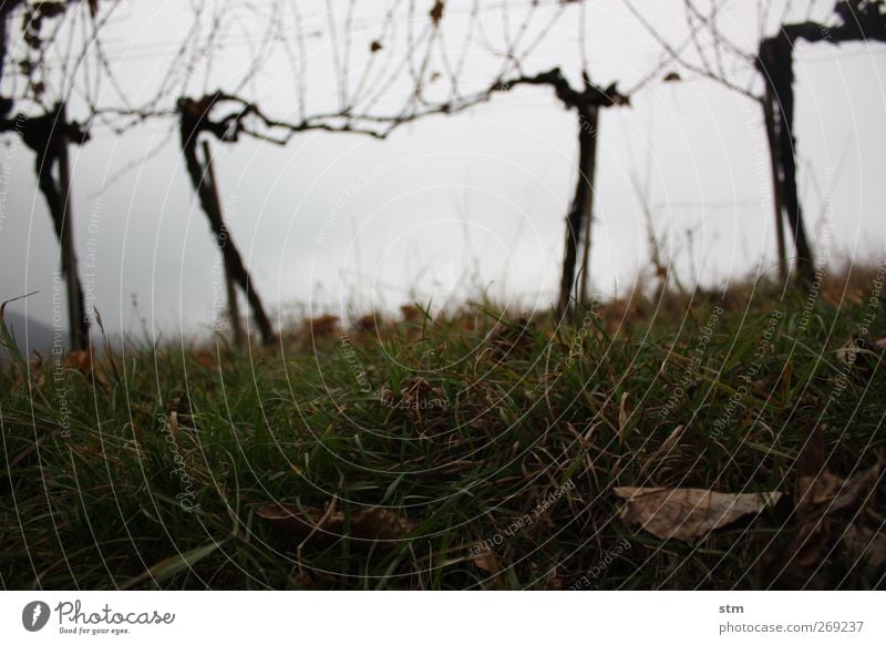 der herbst kommt immer wieder 2 Natur Landschaft Pflanze Erde Himmel Wolken Herbst schlechtes Wetter Nutzpflanze Wein Weinberg Blatt Gras Hügel geduldig ruhig