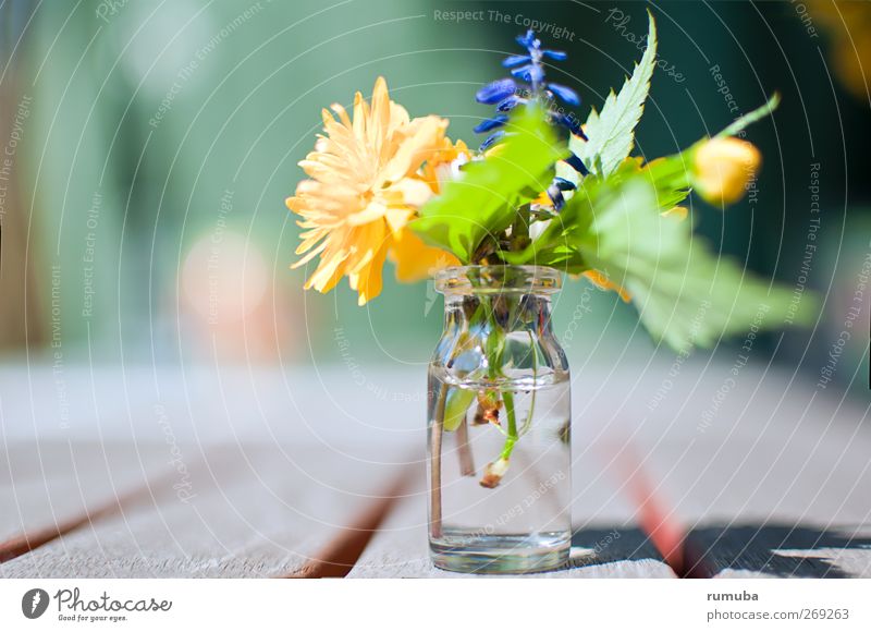 Geburtstagsblümchen Garten Natur Pflanze Frühling Blume Blatt Blüte Glas Wasser schön natürlich niedlich blau gelb grün Freude Sympathie Liebe Gefühle