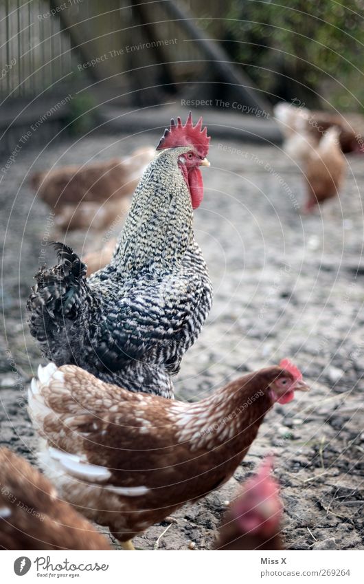 Hühnerhof Tier Nutztier Vogel Tiergruppe Stolz Hahn Hühnervögel Hühnerstall Freilandhaltung Bauernhof Vorgesetzter Farbfoto Gedeckte Farben Außenaufnahme