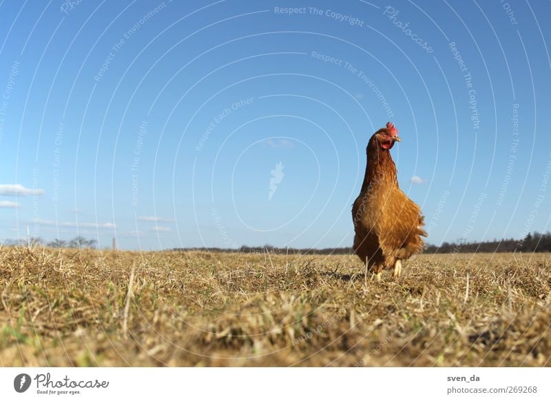 lonely chicken Tier Himmel Wolkenloser Himmel Sonne Sonnenlicht Frühling Schönes Wetter Feld Bauernhof Blauer Himmel Gras gelb blau Weide Nutztier Vogel