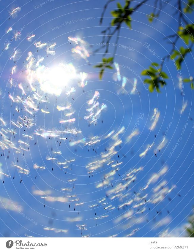 schwerelos Natur Pflanze Luft Himmel Sonne Frühling Sommer Schönes Wetter Blüte fliegen fantastisch frei Unendlichkeit natürlich blau Optimismus Kraft ruhig