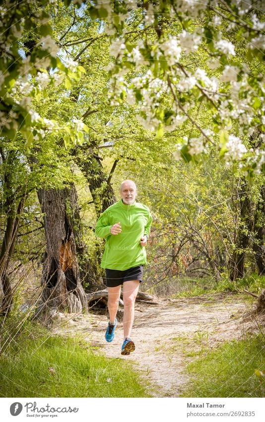 Senior Mann beim Laufen im Wald Apfel Lifestyle Glück Freizeit & Hobby Sommer Sport Joggen Mensch Erwachsene Natur Baum Blume Blüte Park alt Fitness grün 60s