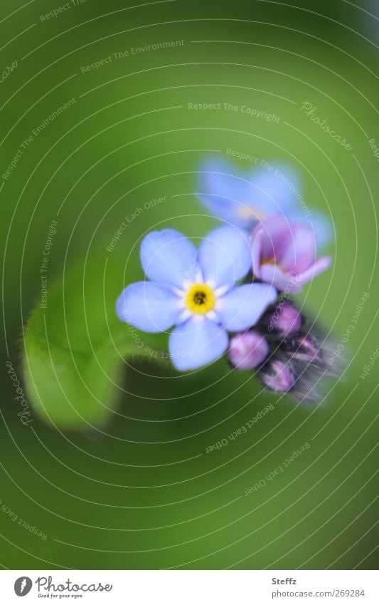 just remember - Vergissmeinnicht Vergißmeinnicht Myosotis romantische Blüte Frühlingsblüten Vergissmeinnichtblüte Frühlingsblüher zarte Blüten zarte Blumen