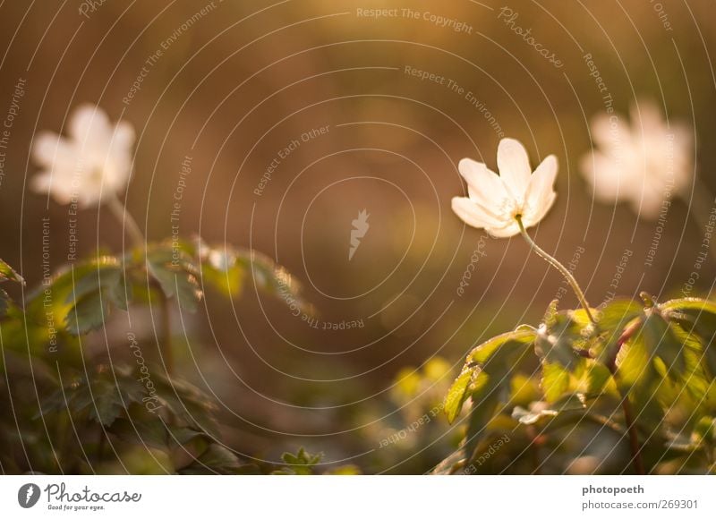 Wenn es Abend wird... Natur Pflanze Frühling Blume Blatt Blüte grün weiß Farbfoto Gedeckte Farben Außenaufnahme Textfreiraum oben Sonnenlicht Gegenlicht