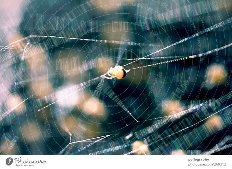 Das große Krabbeln (III) Frühling Sommer Schönes Wetter Tier Wildtier Spinne 1 Tiergruppe Tierjunges krabbeln laufen dünn Ekel klein blau gelb gold Angst