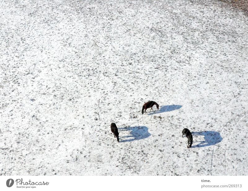 4eyes | 3 PS Erde Winter Schönes Wetter Schnee Wiese Tier Nutztier Pferd Tiergruppe Partnerschaft Gelassenheit Gesellschaft (Soziologie) Konzentration Ordnung