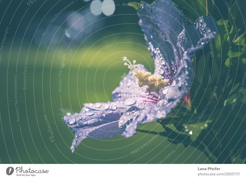 Nahaufnahme von Lila Hibiskus, der im Freien blüht. Umwelt Natur Landschaft Pflanze Gefühle Fröhlichkeit Leidenschaft friedlich Güte grün Garten Überstrahlung
