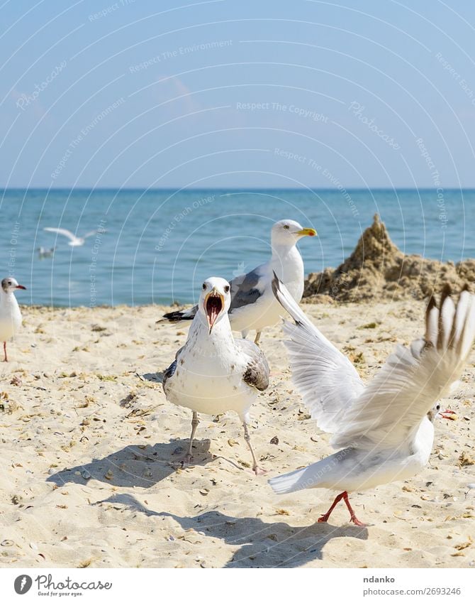 Schwarm von weißen Möwen fliegt am Schwarzmeerufer. Ferien & Urlaub & Reisen Tourismus Freiheit Sommer Strand Meer Umwelt Natur Landschaft Tier Sand Himmel