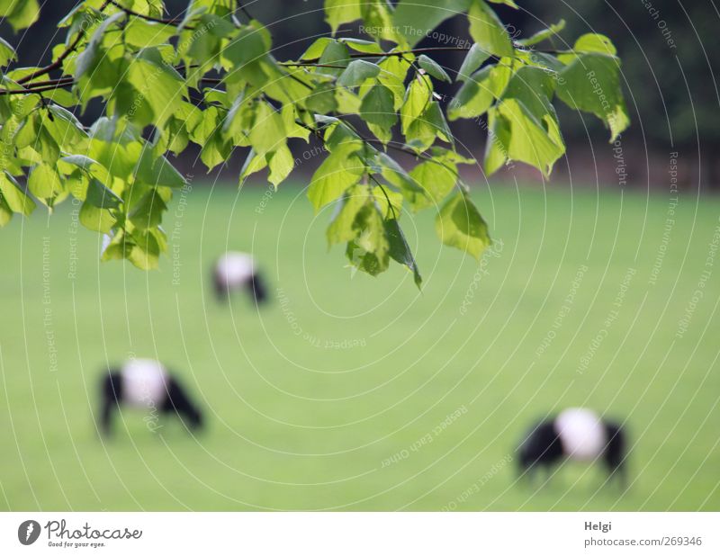 ländliche Idylle... Umwelt Natur Pflanze Frühling Schönes Wetter Baum Blatt Grünpflanze Buche Zweig Wiese Tier Haustier Nutztier Galloway 3 Fressen stehen