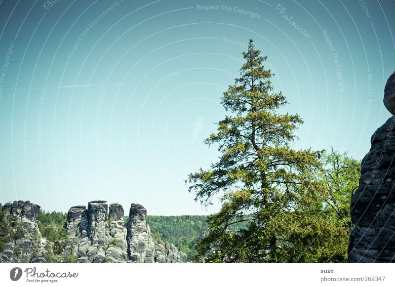 Grüner Star Ferne Freiheit Berge u. Gebirge Umwelt Natur Landschaft Pflanze Himmel Wolkenloser Himmel Klima Schönes Wetter Baum Felsen authentisch wild grün